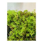 Dam Koruğu Sedum Sukulent
