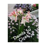 damla su çiçek Ambiance Amaryllis Soğanı (güzel Hatun Çiçeği)