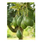 damla su çiçek Avokado Fidanı Füerte 80-100 cm