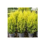 damla su çiçek Limon Çamı Fidanı (LİMONİ SERVİ)150cm-200cm