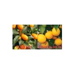 damla su çiçek Tüplü Aşılı Bodur Mayer Limon + Kamkat(kumkuat) Fidanı 2 Yaş