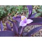 Dark Koyu Mor Telgraf Çiçeği Saksılı 10-20 Cm