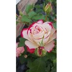 Dashing Look 10 Adet Beyaz-pembe Kenarlı Gül Çiçeği Tohumu TH-29057351946302168