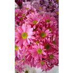 Dashing Look 10 Adet Pembe Papatya Çiçek Tohumu TH-thmcmthm290