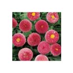 Dashing Look 10 Adet Pembe Renkli Ingiliz Papatyası Tohumu TH-thmcmthm480