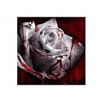 Dashing Look 5 Adet Blood Rose Gül Tohumu TH-glthm5adt18tdr