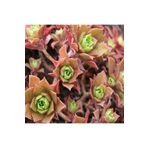 Dashing Look Aeonium Decorum Sukulent Tohumu TH-9154684654839