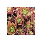 Dashing Look Aeonium Decorum Sukulent Tohumu TH-dshnglookthm030