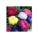 Dashing Look Aster Papatyası (ponpon Papatya) Tohumu 10 12 Adet TH-thmcmthm520