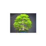 Dashing Look Bodur Japon Redwood Bonzai Ağacı Tohumu 5 Adet Bonsai Ağacı Tohumu TH-thmcmthm115