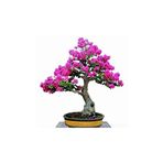 Dashing Look Bodur Mersin Bonzai Ağacı Tohumu 5 Adet Bonsai Ağacı Tohumu TH-70525005