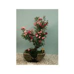 Dashing Look Bodur Pembe Gül Bonzai Ağacı Tohumu 5 Adet Tohum Bonsai Ağacı Tohumu TH-8777963100556