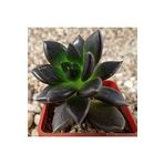 Dashing Look Echeveria Affinis Sukulent Tohumu TH-dshnglookthm166