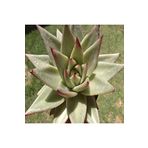 Dashing Look Echeveria Agavoides V Hidalgo Sukulent Tohumu TH-9154684654856