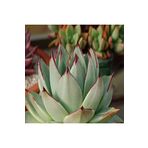 Dashing Look Echeveria Agavoides V Maria Sukulent Tohumu TH-9154684654857