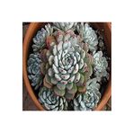 Dashing Look Echeveria Amoena Sukulent Tohumu TH-9154684654860