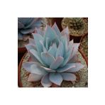 Dashing Look Echeveria Cante Sukulent Tohumu TH-dshnglookthm087
