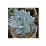 Dashing Look Echeveria Colorata ‘mexican Giant’ Sukulent Tohumu TH-9154684654864