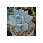 Dashing Look Echeveria Colorata ‘mexican Giant’ Sukulent Tohumu TH-dshnglookthm004