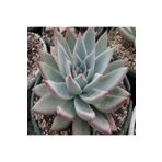 Dashing Look Echeveria Colorata – Tapalpa Sukulent Tohumu TH-9154684654863