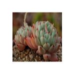 Dashing Look Echeveria Cuspidata V Zaragozae Sukulent Tohumu TH-dshnglookthm155