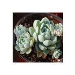 Dashing Look Echeveria Elegans V Albicans Sukulent Tohumu TH-9154684654869