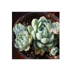 Dashing Look Echeveria Elegans V Albicans Sukulent Tohumu TH-dshnglookthm081
