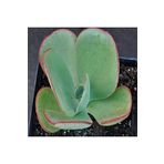 Dashing Look Echeveria Gigantea Sukulent Tohumu TH-dshnglookthm084