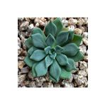 Dashing Look Echeveria Heterosepala Sukulent Tohumu TH-9154684654873