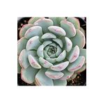 Dashing Look Echeveria Minima Sukulent Tohumu TH-9145383789300
