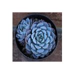 Dashing Look Echeveria Minima Sukulent Tohumu TH-9154684654878