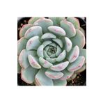 Dashing Look Echeveria Minima Sukulent Tohumu TH-dshnglookthm170