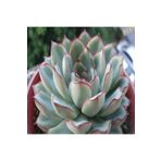 Dashing Look Echeveria Pulidonis Sukulent Tohumu TH-dshnglookthm153