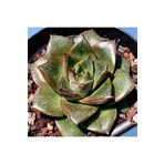 Dashing Look Echeveria Purpusorum Sukulent Tohumu TH-dshnglookthm089