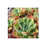 Dashing Look Echeveria Setosa V Oteroi Sukulent Tohumu TH-dshnglookthm154
