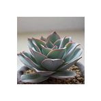 Dashing Look Echeveria Subrigida Pinal De Amoles Sukulent Tohumu TH-9154684654896