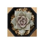 Dashing Look Echeveria Tobarensis Sukulent Tohumu TH-9154684654897