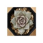 Dashing Look Echeveria Tobarensis Sukulent Tohumu TH-dshnglookthm149