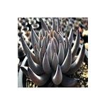 Dashing Look Echeveria Unguiculata Sukulent Tohumu TH-dshnglookthm112