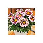 Dashing Look Gazania Çiçek Tohumu 5 Adet TH-thmcmthm565