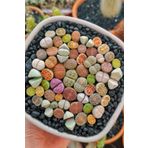 Dashing Look Karışık Lithops Taş Çiçek Tohumu / 10 Adet Tohum TH-thmcmthm387