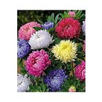 Dashing Look Karışık Pompon Aster Papatya Çiçeği Tohumu 5 Adet
