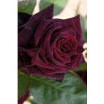 Dashing Look Kokulu Kadife Bordo Gül Tohumu 20 Adet TH-98743135468542