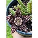 Dashing Look Leş Kaktüsü Orbea Variegata Tohumu / 5 Adet Tohum TH-thmcmthm391