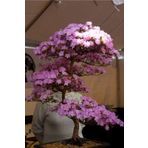 Dashing Look Lila Çiçekli Cherry Bonsai Ağacı Tohumu-10 Adet TH-2022dshnglkthm089