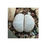 Dashing Look Lithops Amicorum Sukulent Tohumu TH-dshnglookthm039