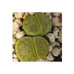 Dashing Look Lithops Aucampiae ‘jackson’s Jade’ Sukulent Tohumu TH-9154684654783