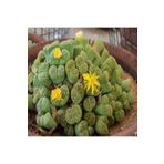 Dashing Look Lithops Bromfieldii Insularis V Sulphurea Sukulent Tohumu TH-9154684654784