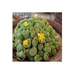 Dashing Look Lithops Bromfieldii Insularis V Sulphurea Sukulent Tohumu TH-dshnglookthm060