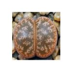 Dashing Look Lithops Coleorum Sukulent Tohumu TH-9154684654785
